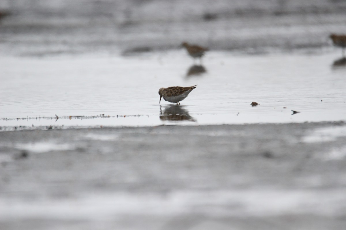 Pectoral Sandpiper - ML559244141