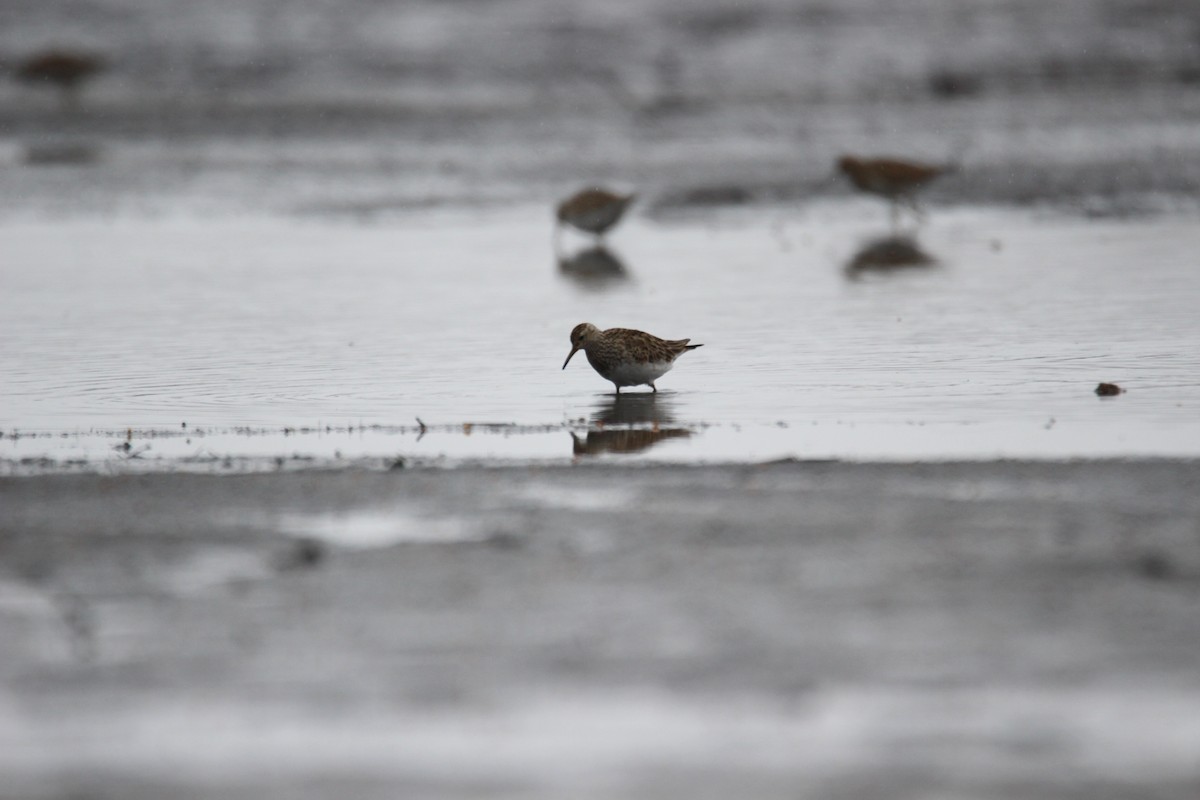 Pectoral Sandpiper - ML559244151