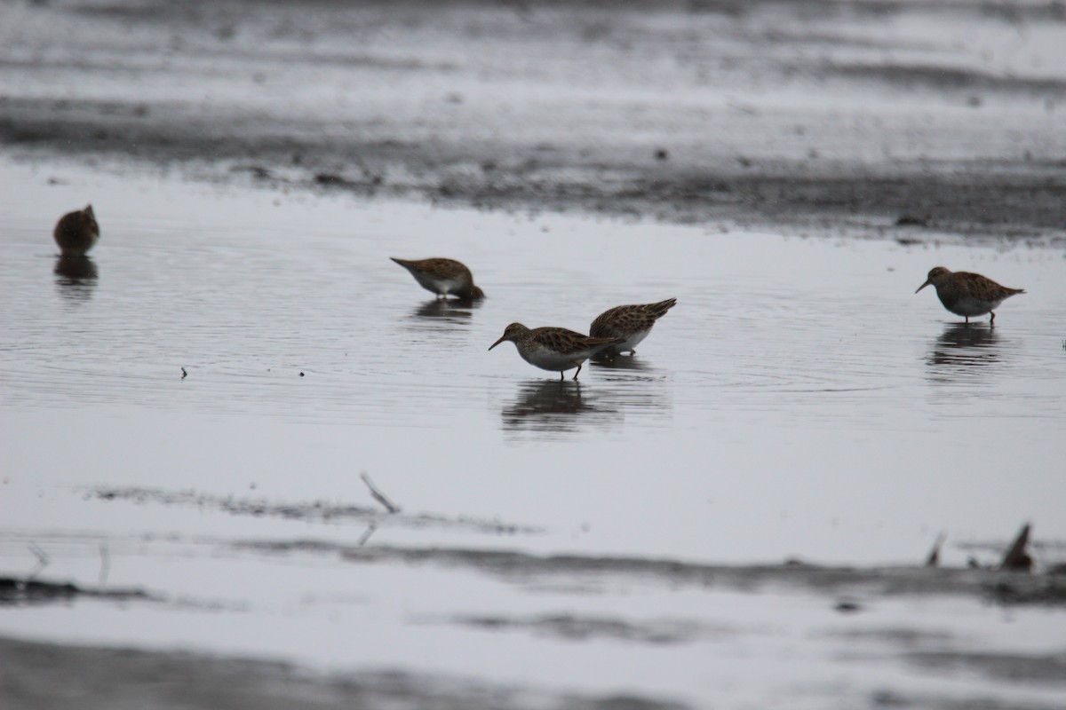 Pectoral Sandpiper - ML559244161