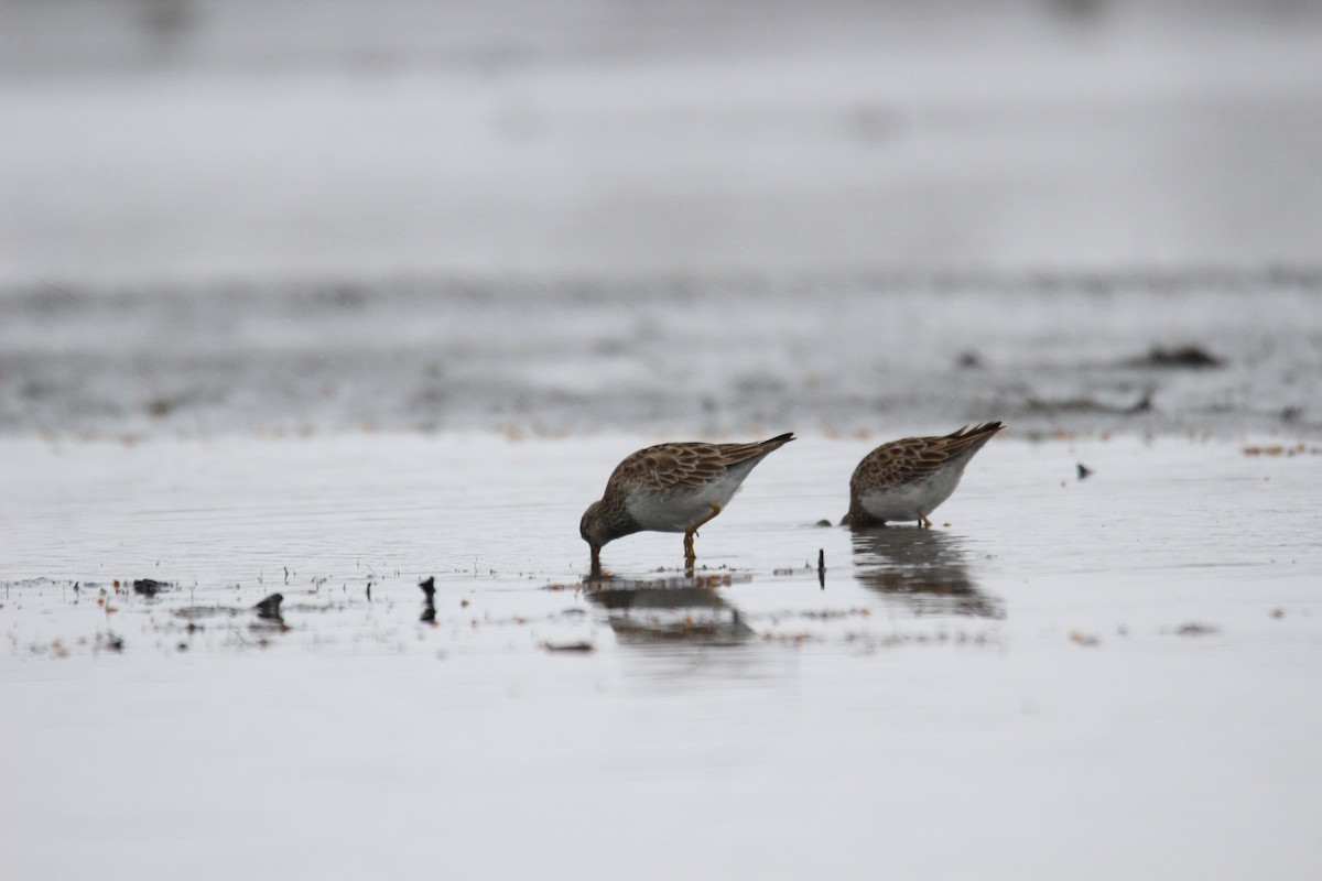 Pectoral Sandpiper - ML559244171