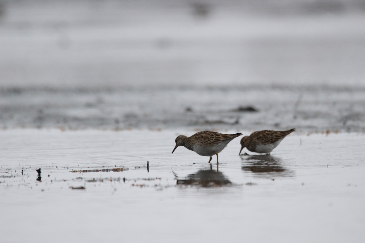 Pectoral Sandpiper - Tim Zanto