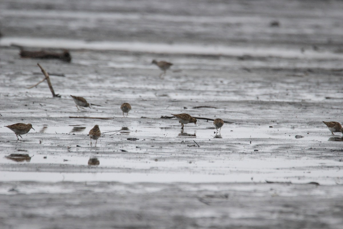 Pectoral Sandpiper - Tim Zanto