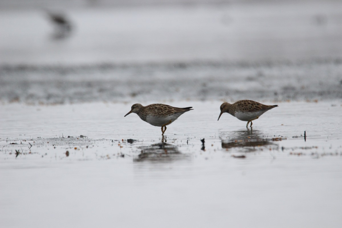 Pectoral Sandpiper - ML559244201