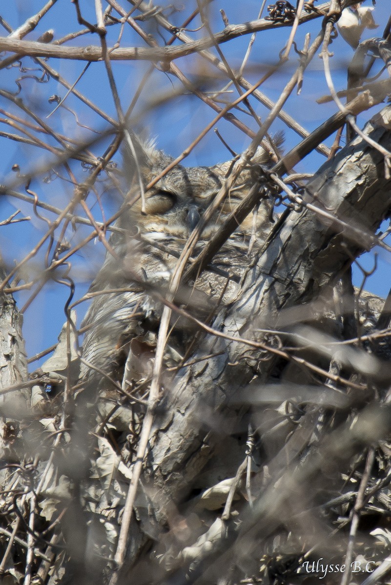 Great Horned Owl - ML559245261