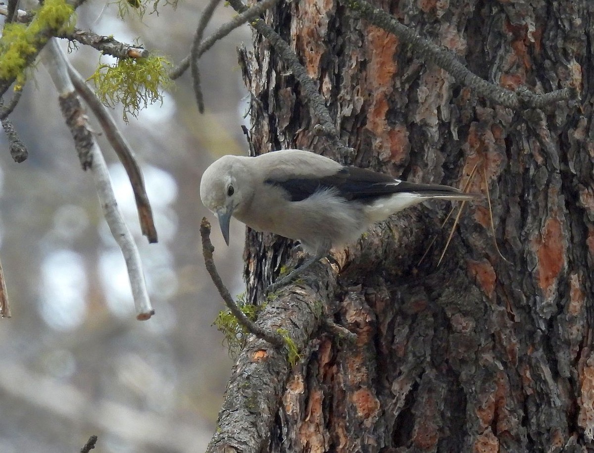 Clark's Nutcracker - Kim Nelson