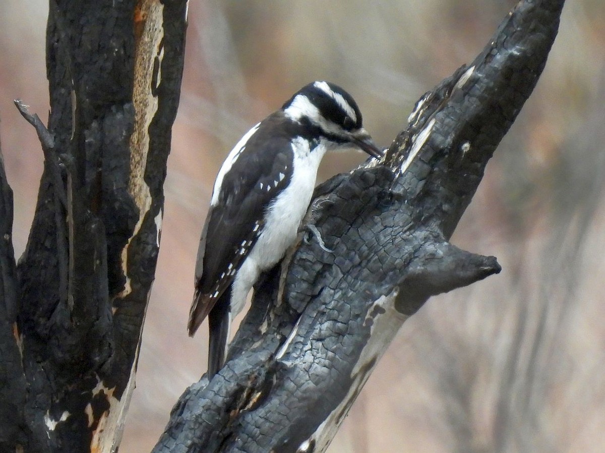 Hairy Woodpecker - Kim Nelson