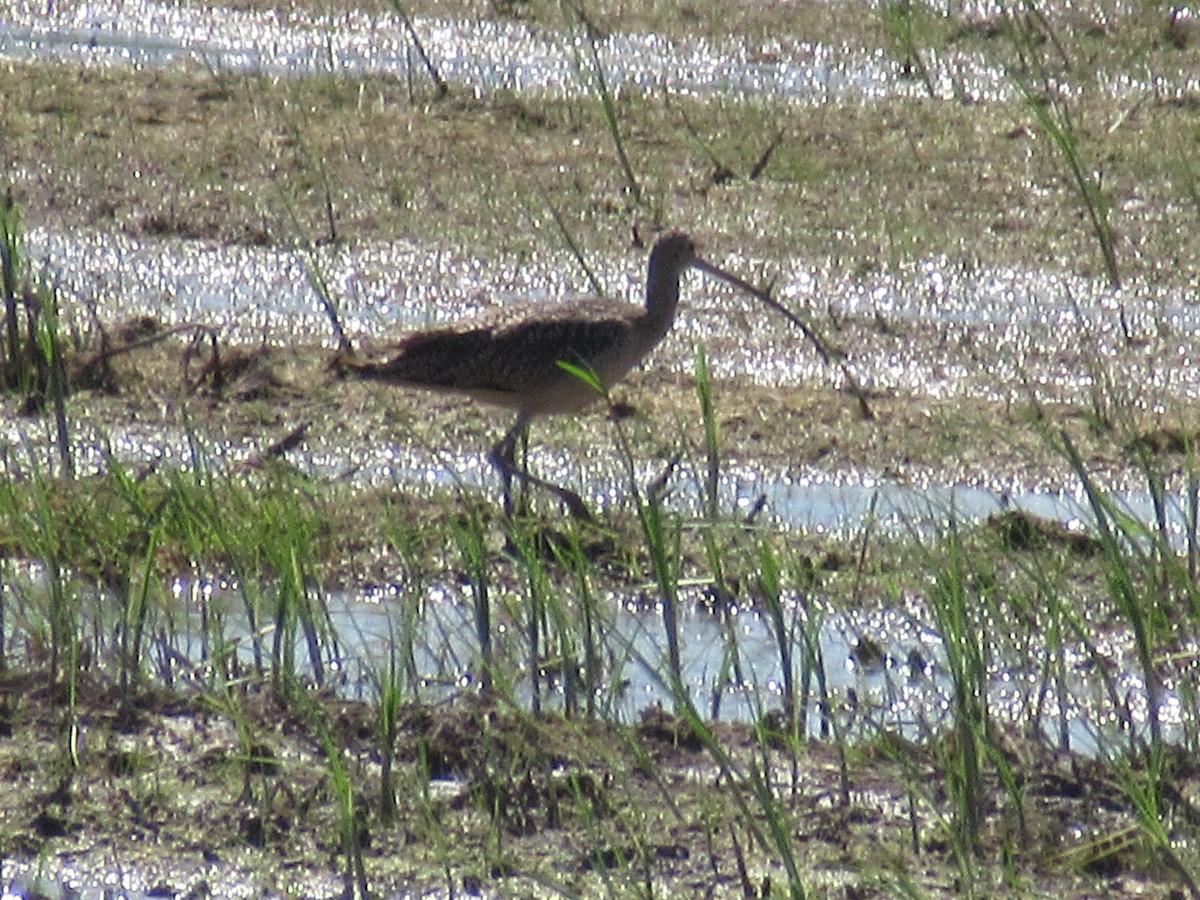Long-billed Curlew - ML559247381