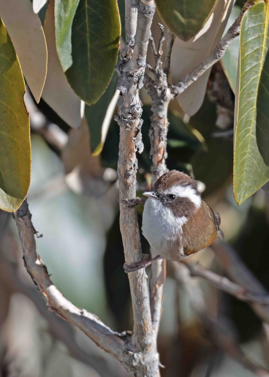 White-browed Fulvetta - ML559247501