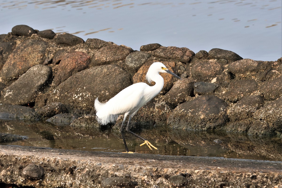 Snowy Egret - ML559248091