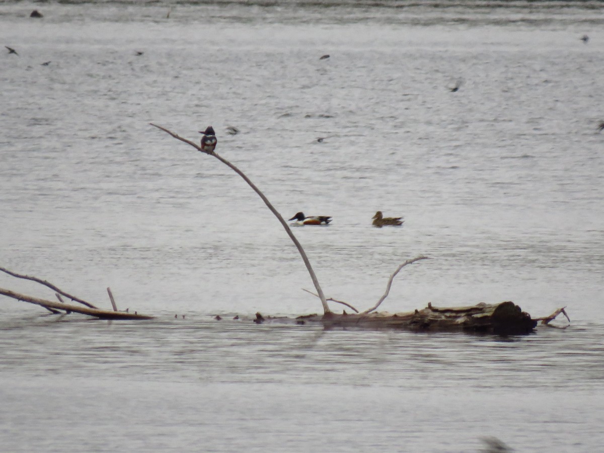 Belted Kingfisher - ML559248131