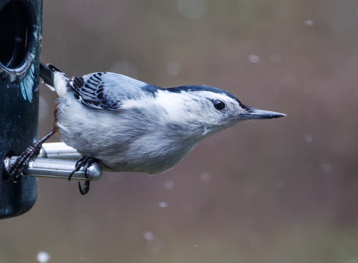 White-breasted Nuthatch - ML559248221