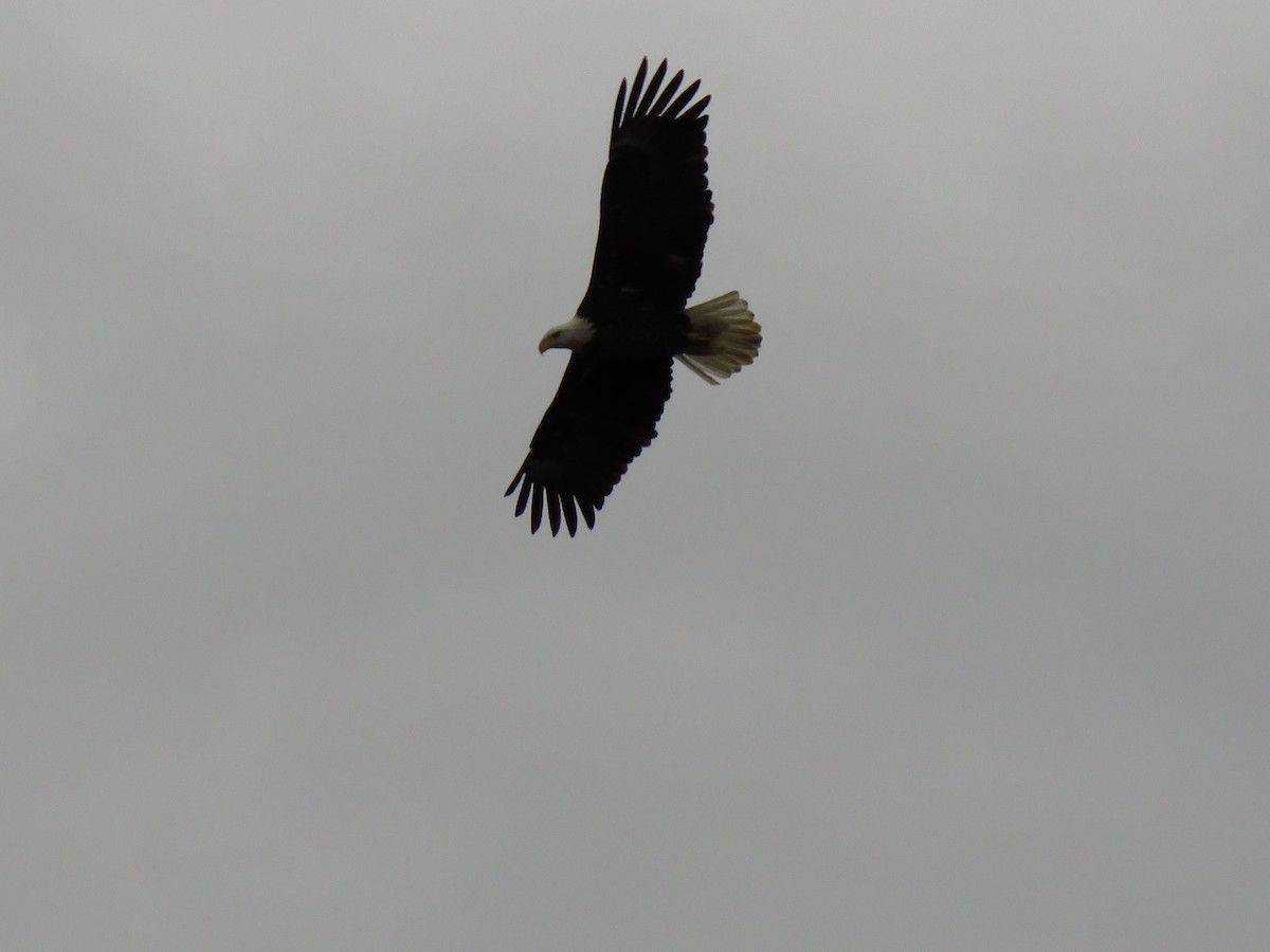 Weißkopf-Seeadler - ML559248311