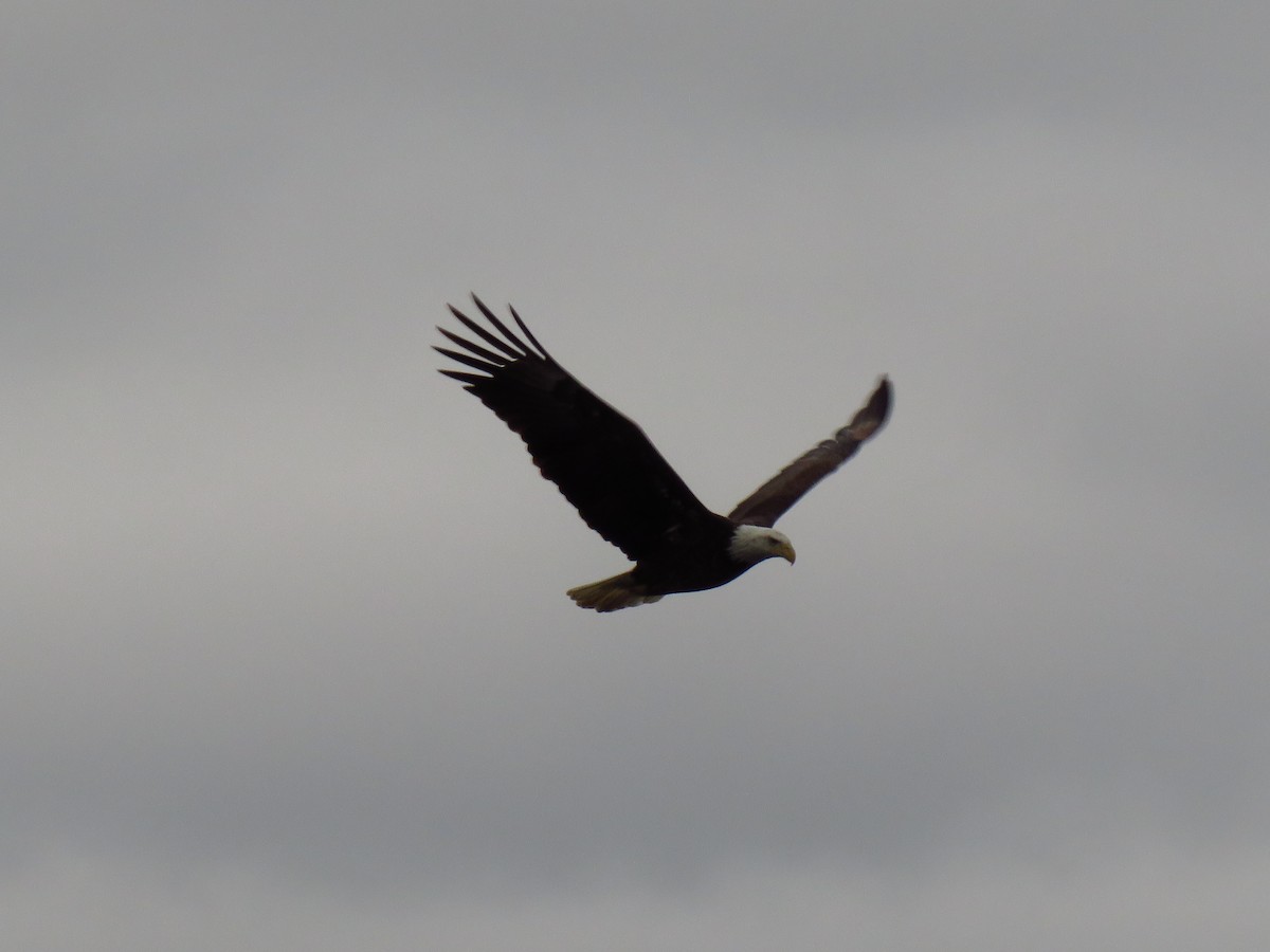 Weißkopf-Seeadler - ML559248321