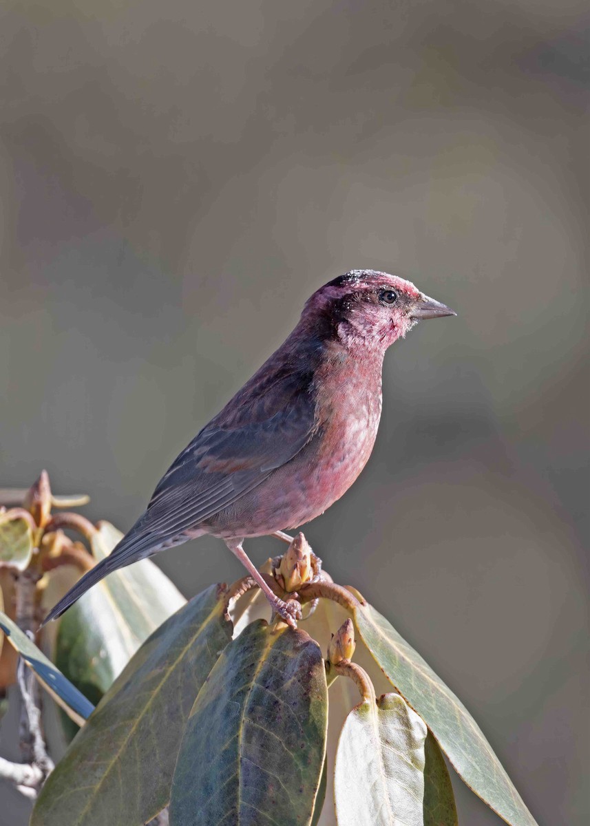 Dark-breasted Rosefinch - Janardan Barthwal