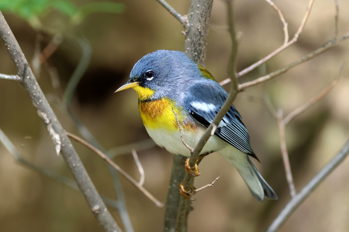 Northern Parula - ML559249011