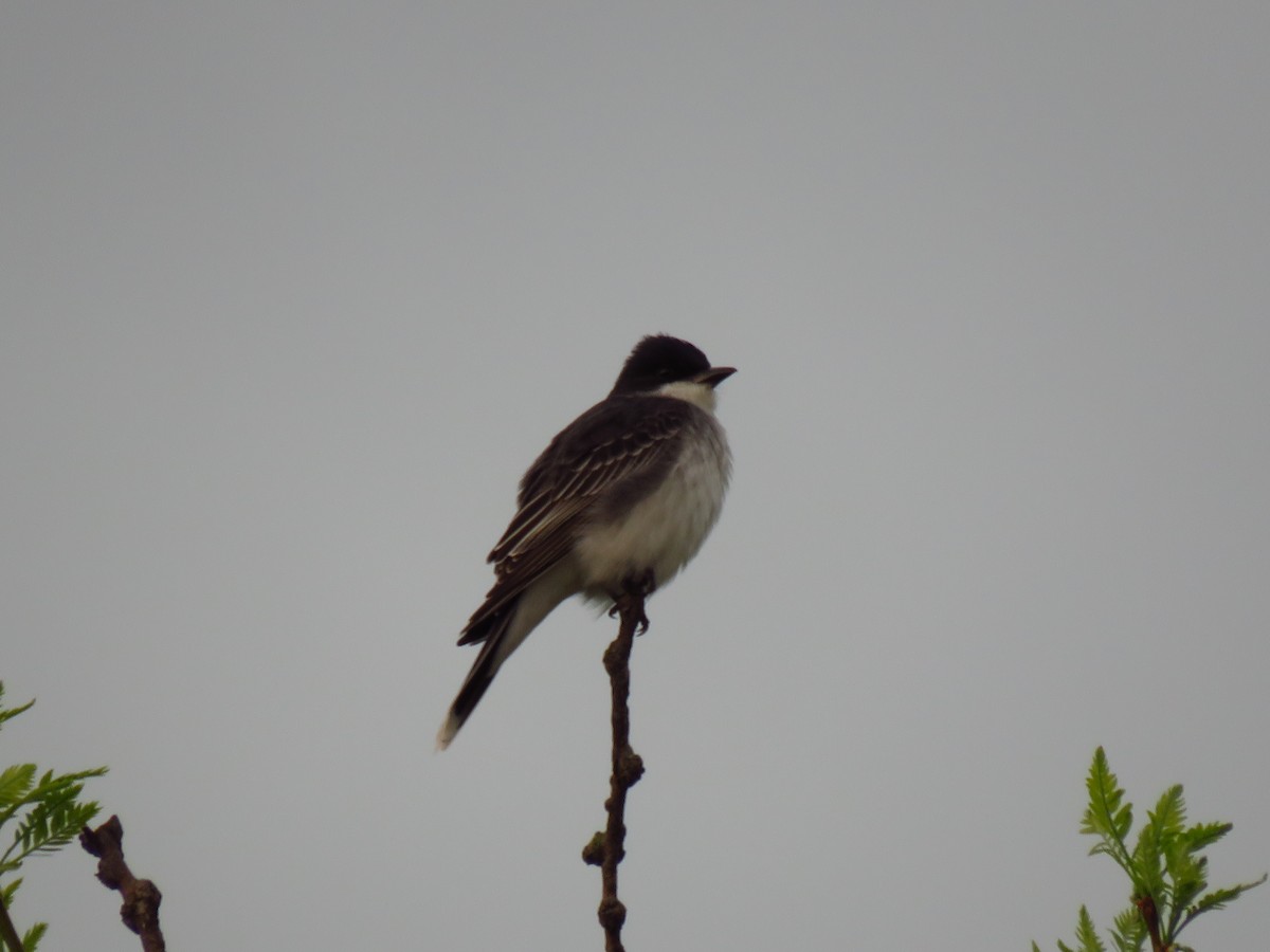 Eastern Kingbird - ML559249381