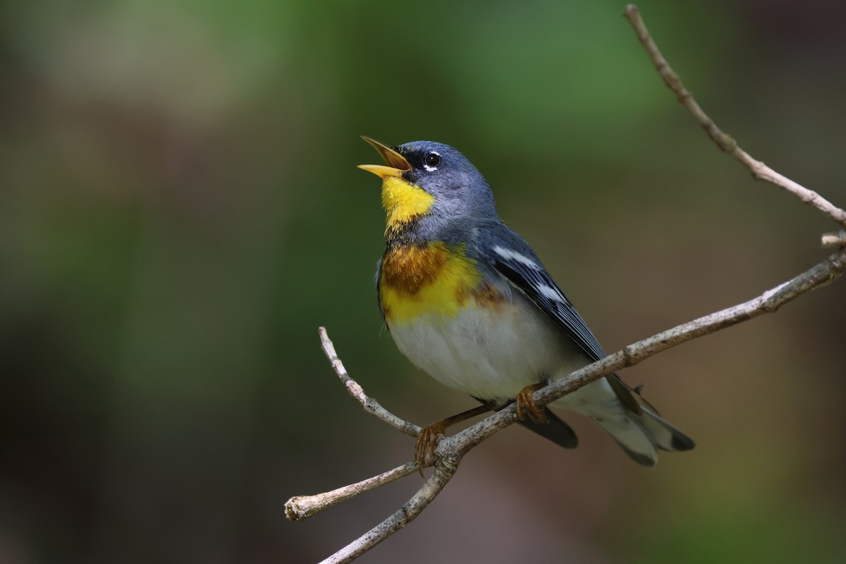 Northern Parula - Phil Lehman