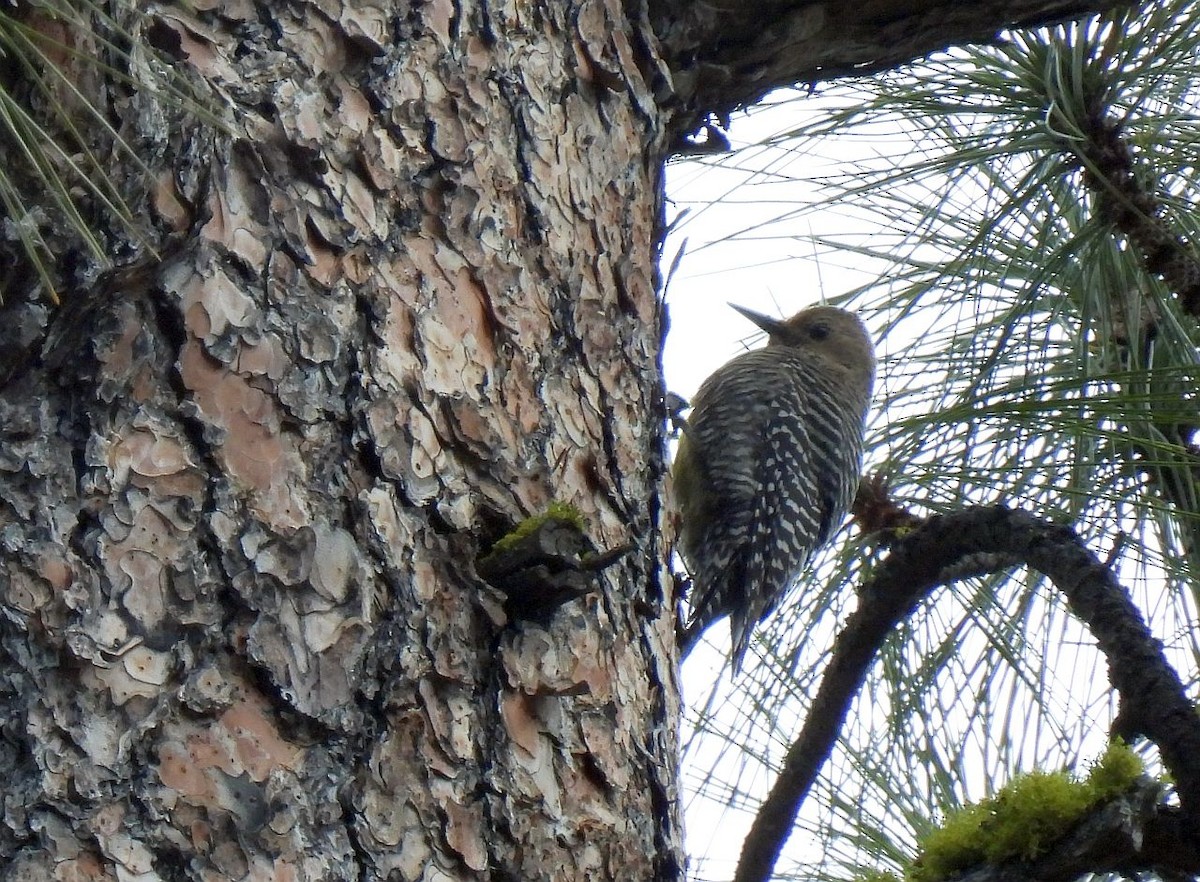 Williamson's Sapsucker - ML559249761