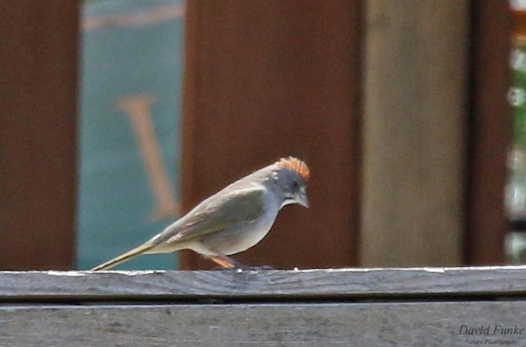 Green-tailed Towhee - ML559250351