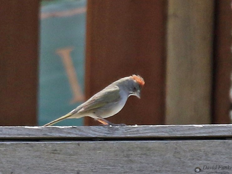 Green-tailed Towhee - ML559250361