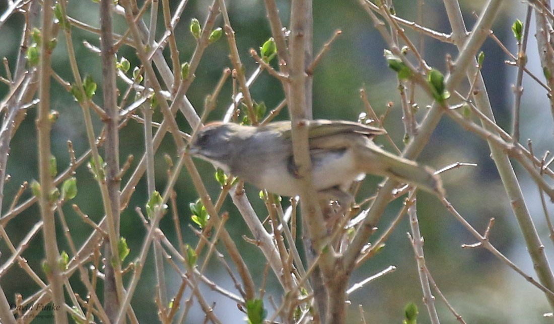 Green-tailed Towhee - ML559250371