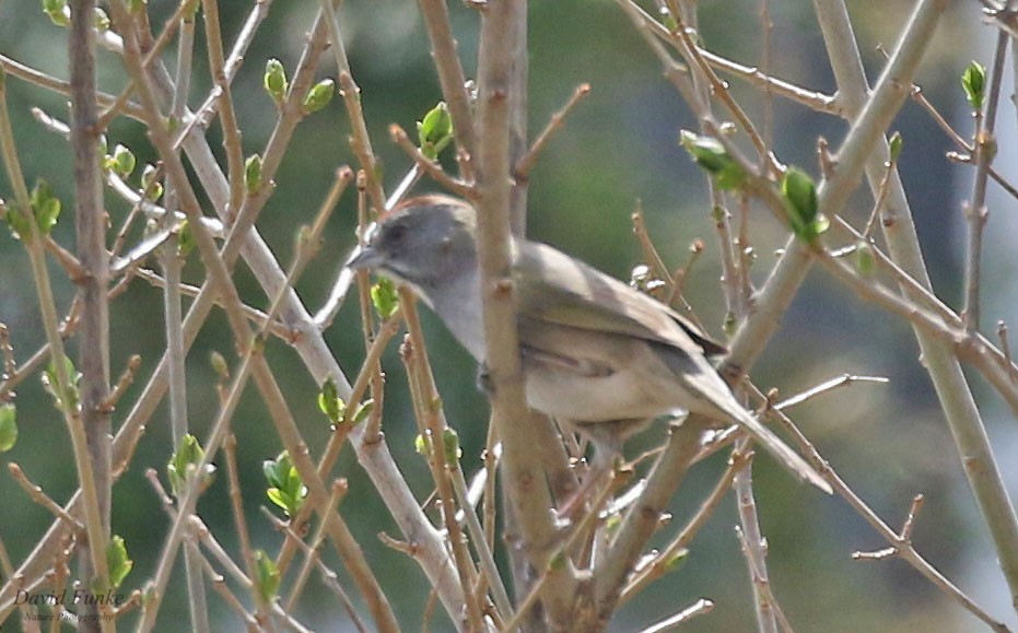 Green-tailed Towhee - ML559250381