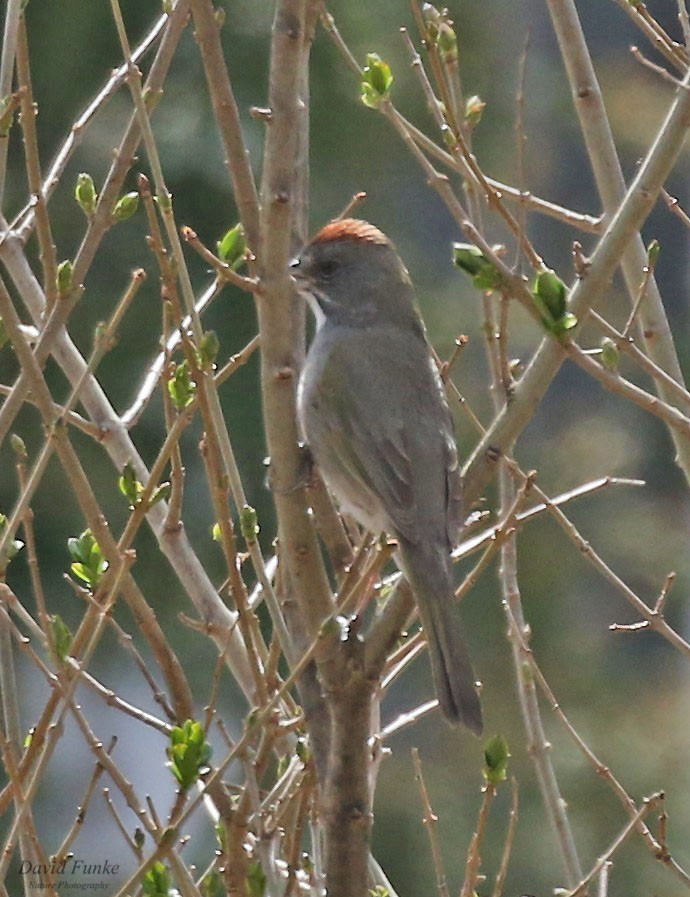 Green-tailed Towhee - ML559250391