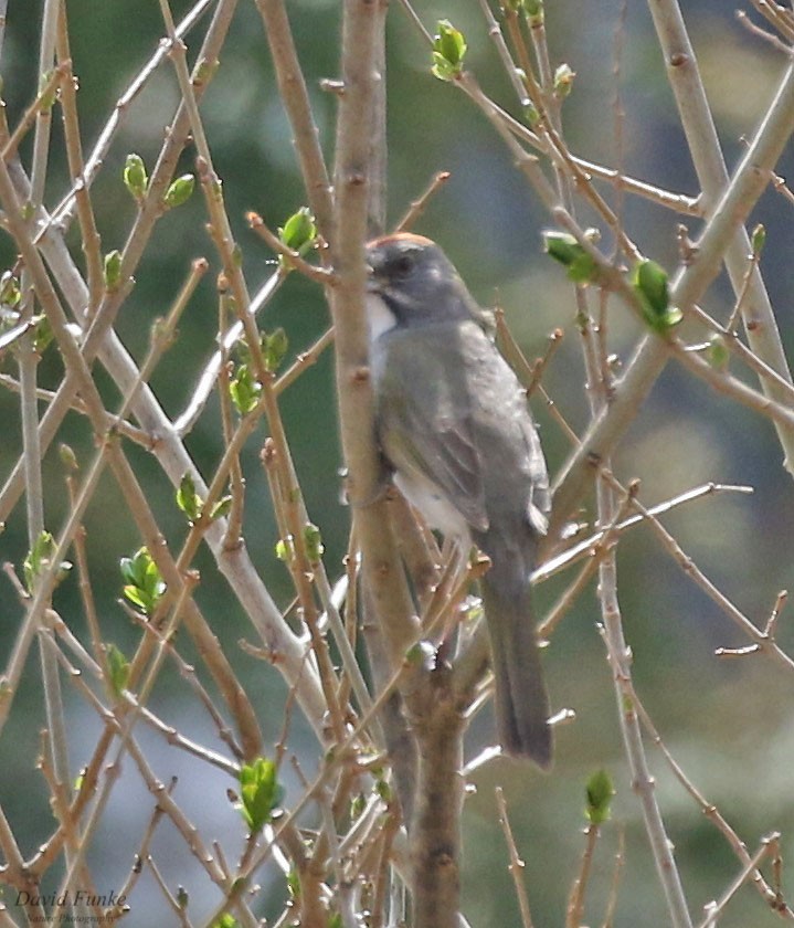 Green-tailed Towhee - ML559250401