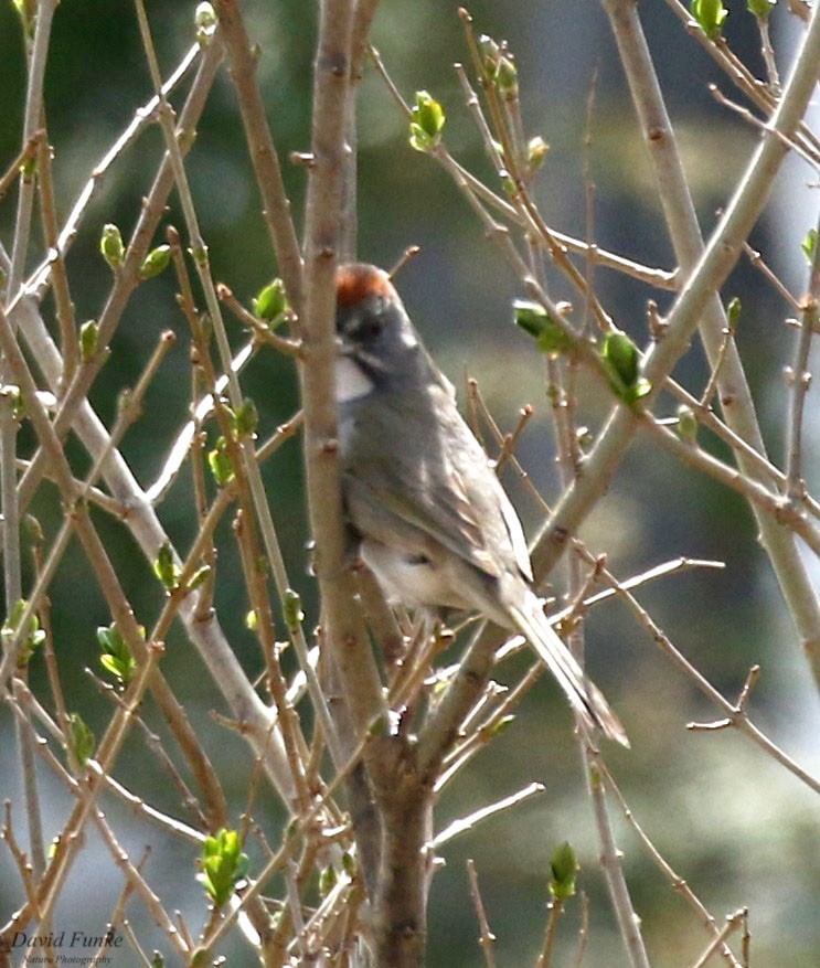 Green-tailed Towhee - ML559250411