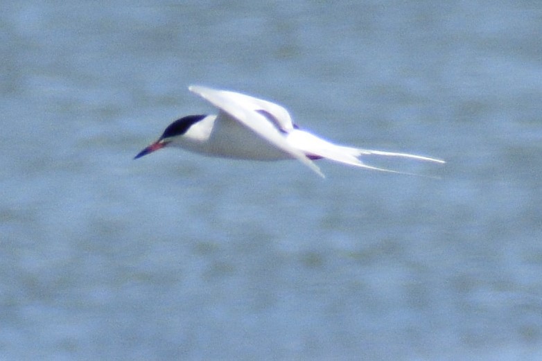 Forster's Tern - Fred Werner