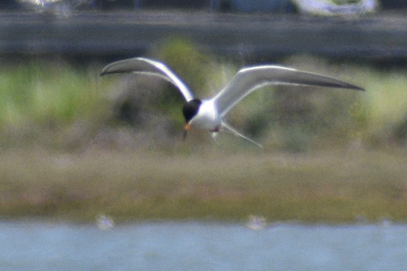 Forster's Tern - ML559250901