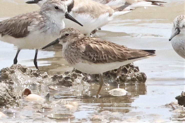 pygmésnipe - ML559252091