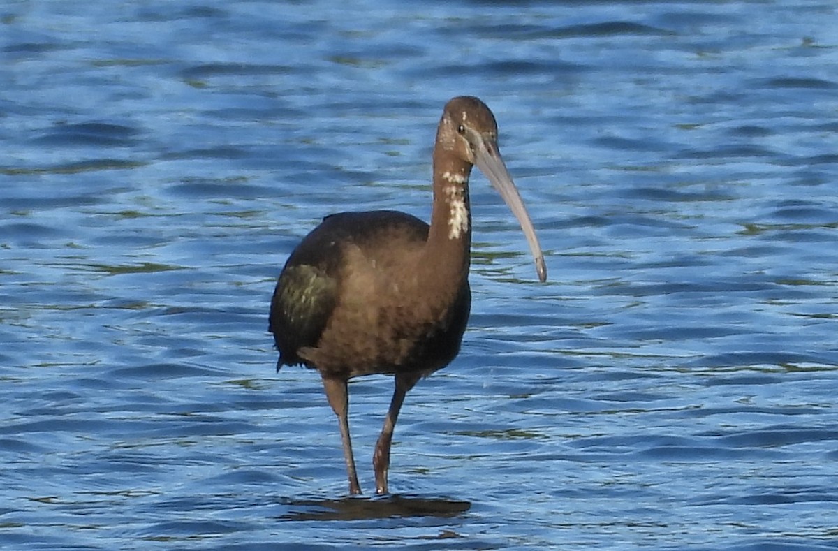 ibis hnědý - ML559252331