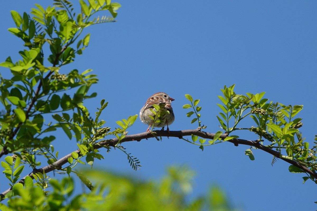 Field Sparrow - ML559252531