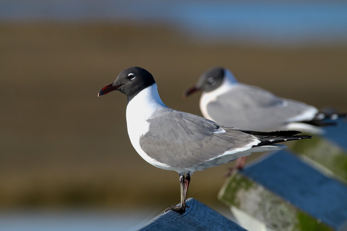 Laughing Gull - Devin Griffiths
