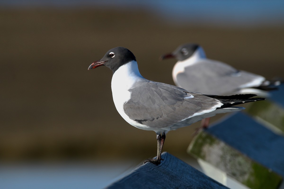 Laughing Gull - ML559252611