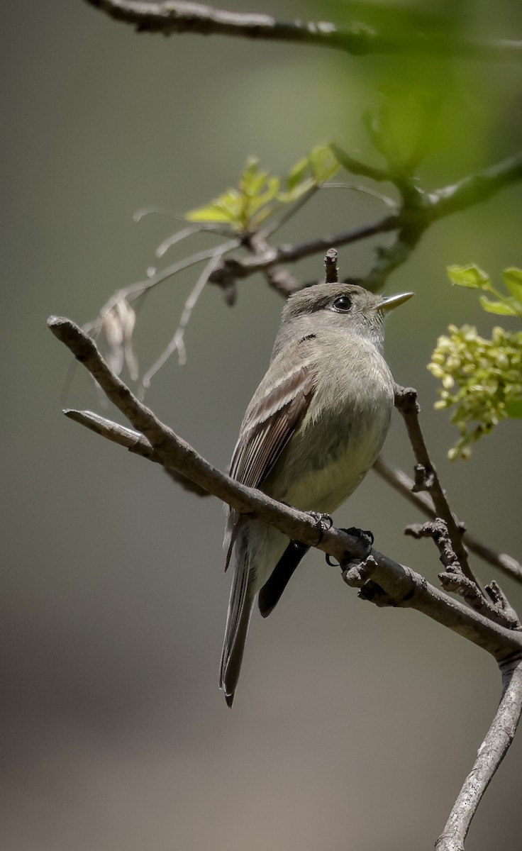 Hammond's Flycatcher - ML559253431