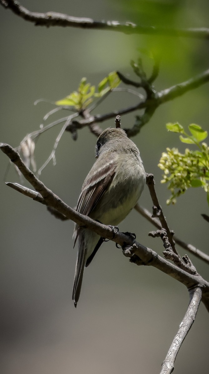 Hammond's Flycatcher - ML559254651