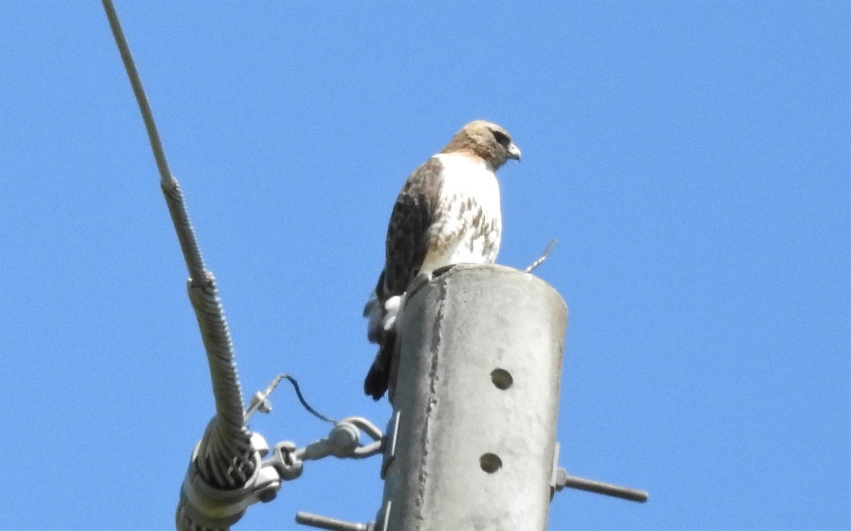 Red-tailed Hawk - ML559256451