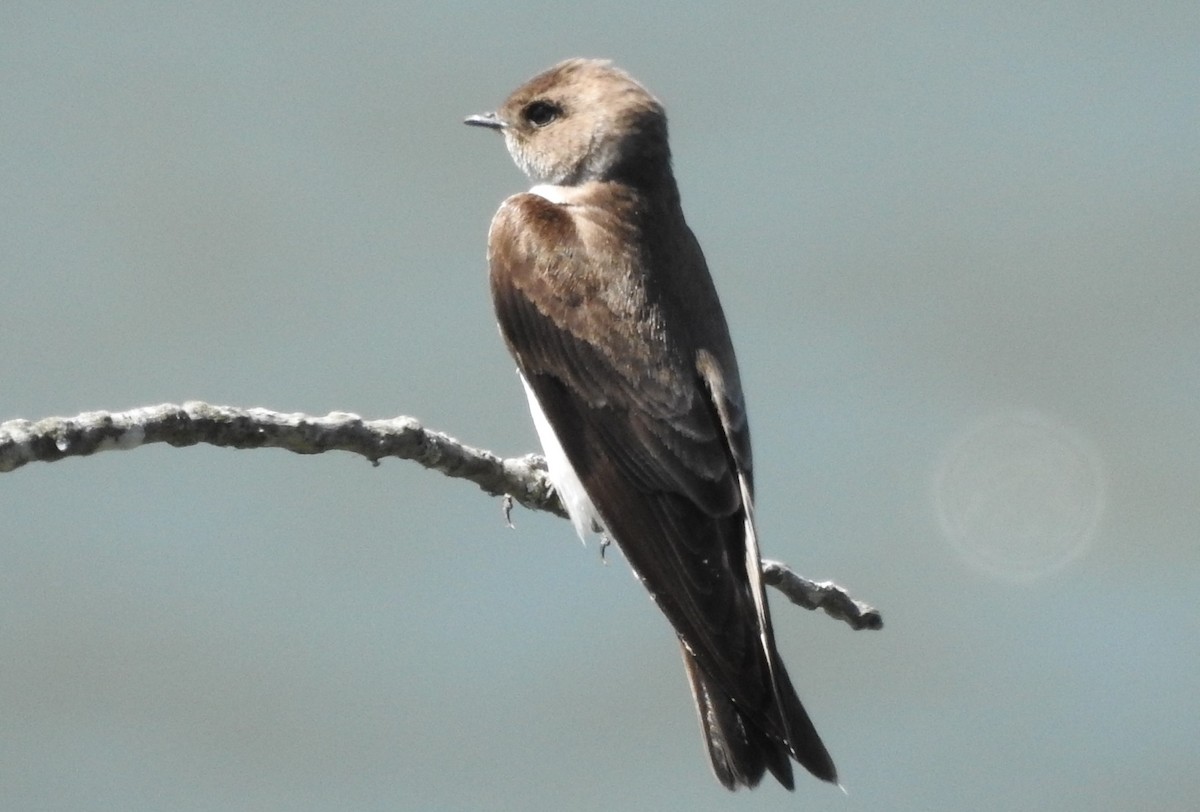 Northern Rough-winged Swallow - ML559256791