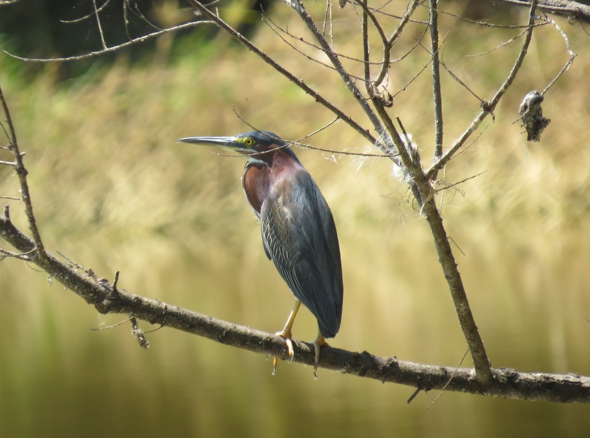 Green Heron - ML559257061