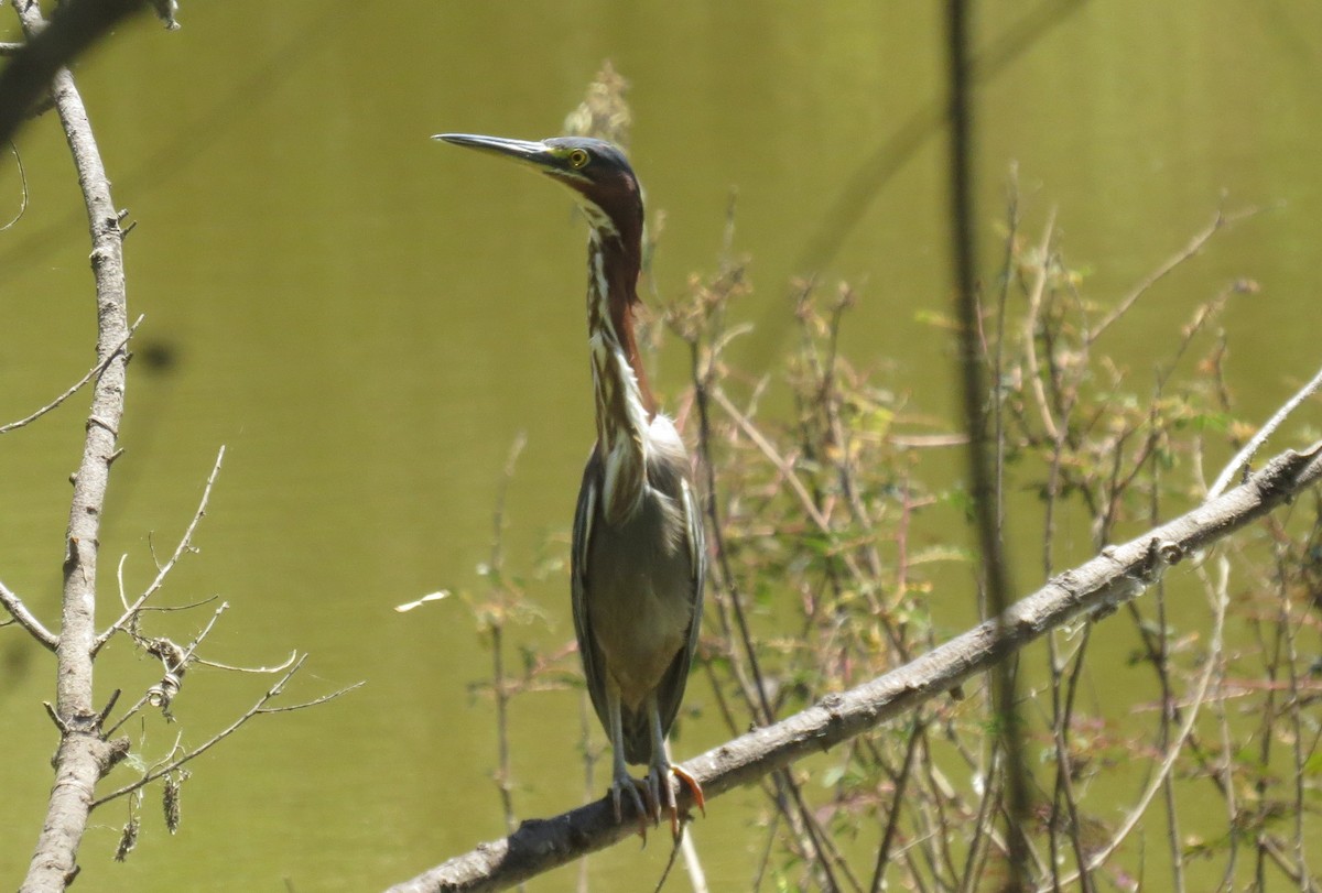 Green Heron - ML559257071