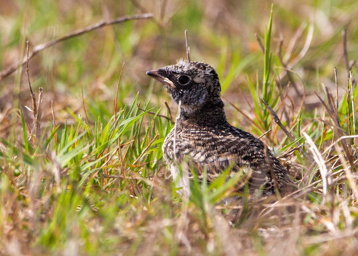 Horned Lark - ML559257981