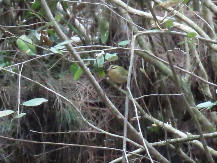 Worm-eating Warbler - Lori Zabel