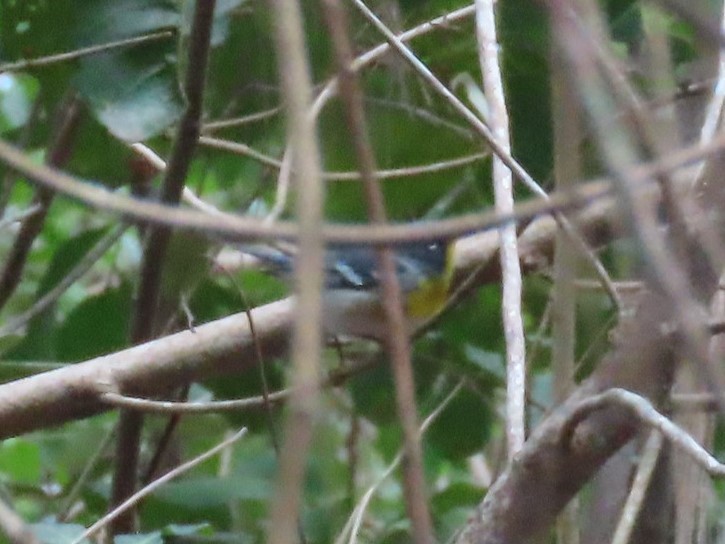 Northern Parula - ML559258411