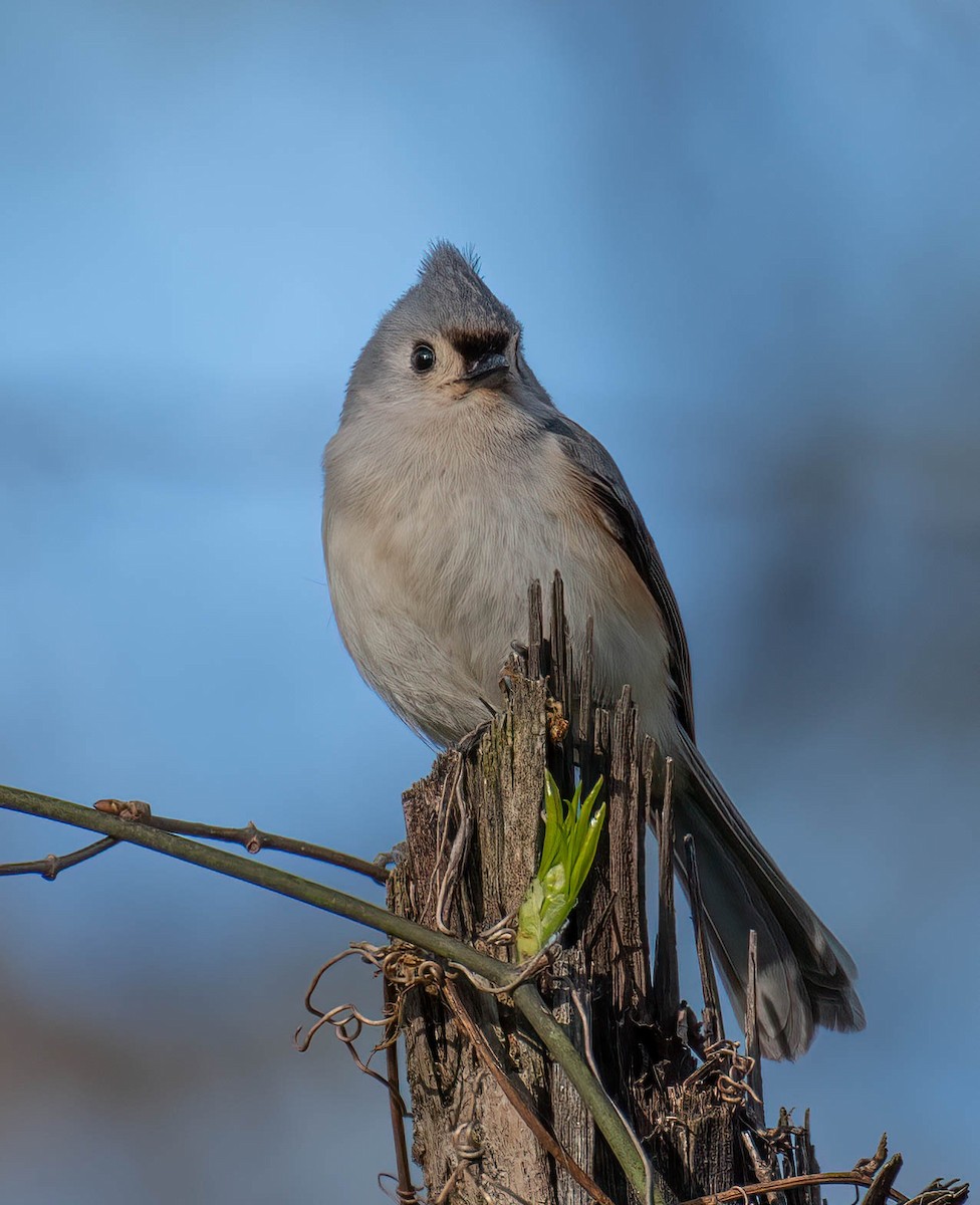 Tufted Titmouse - ML559258641