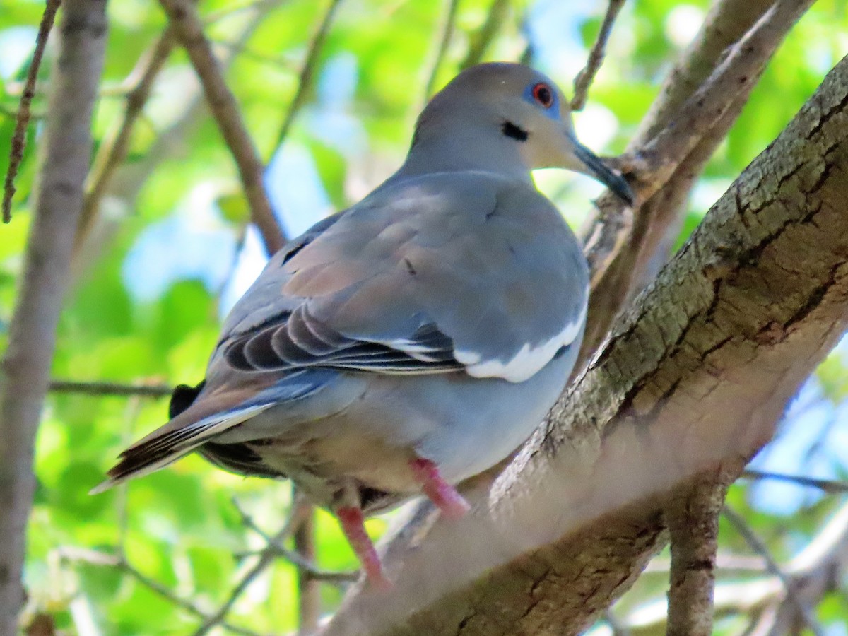 White-winged Dove - John Kugler