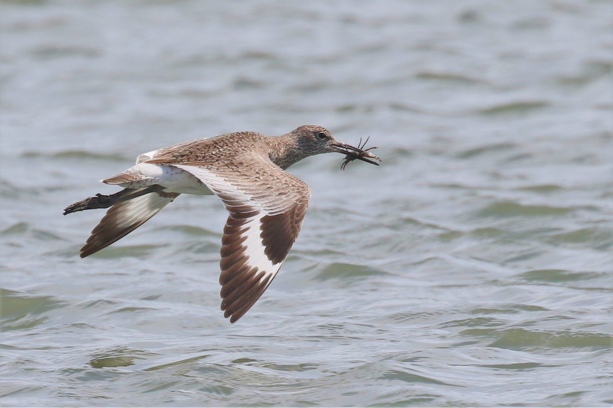 Willet (Eastern) - mario balitbit