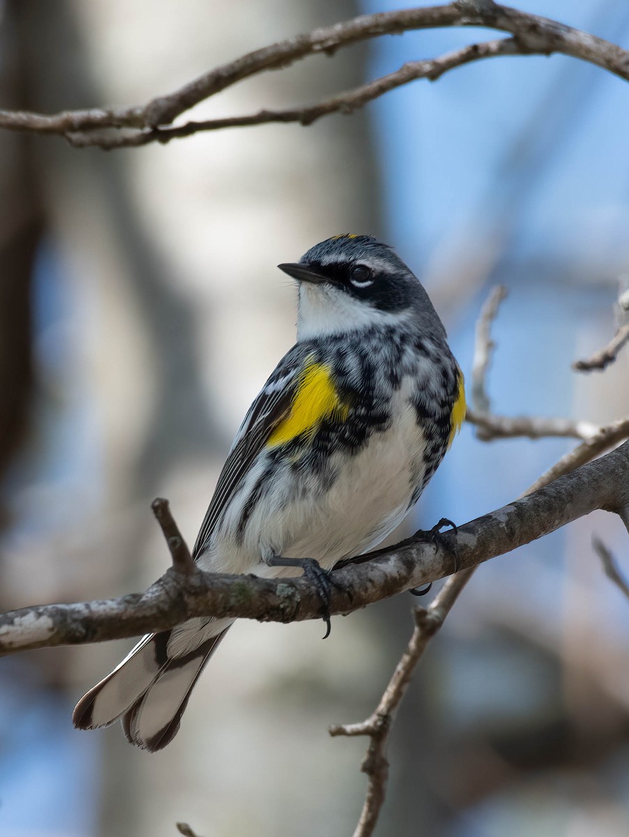 Yellow-rumped Warbler - ML559258881