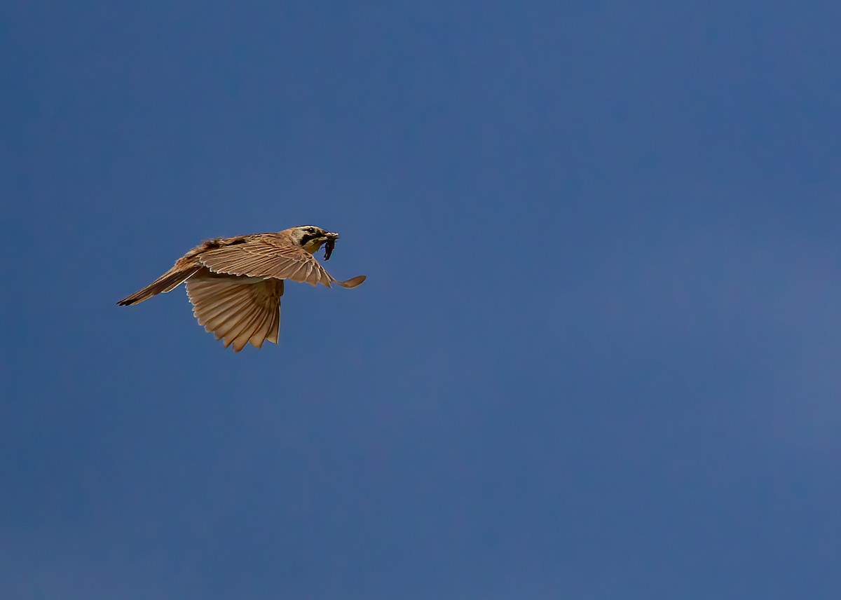 Horned Lark - ML559258971